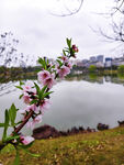 湖畔桃花绽放美景