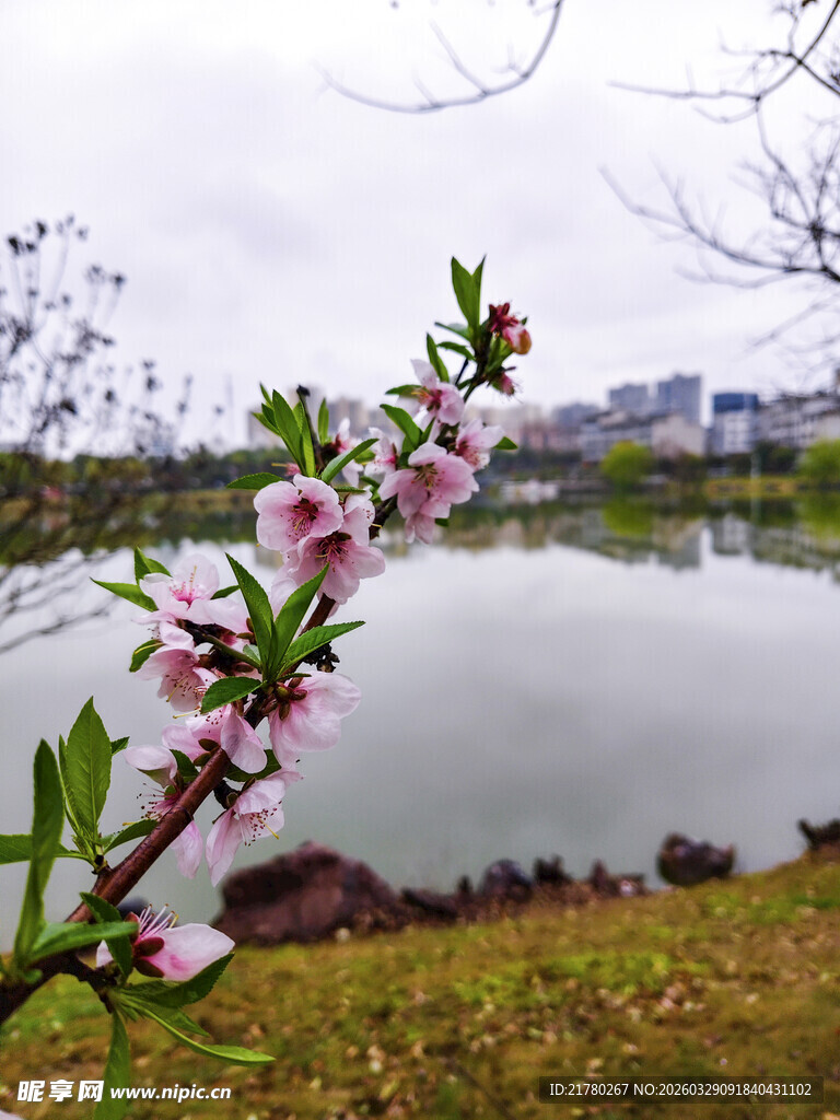 湖畔桃花绽放美景