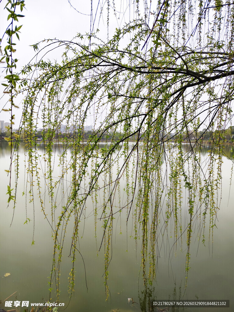 湖畔垂柳 春日柔情