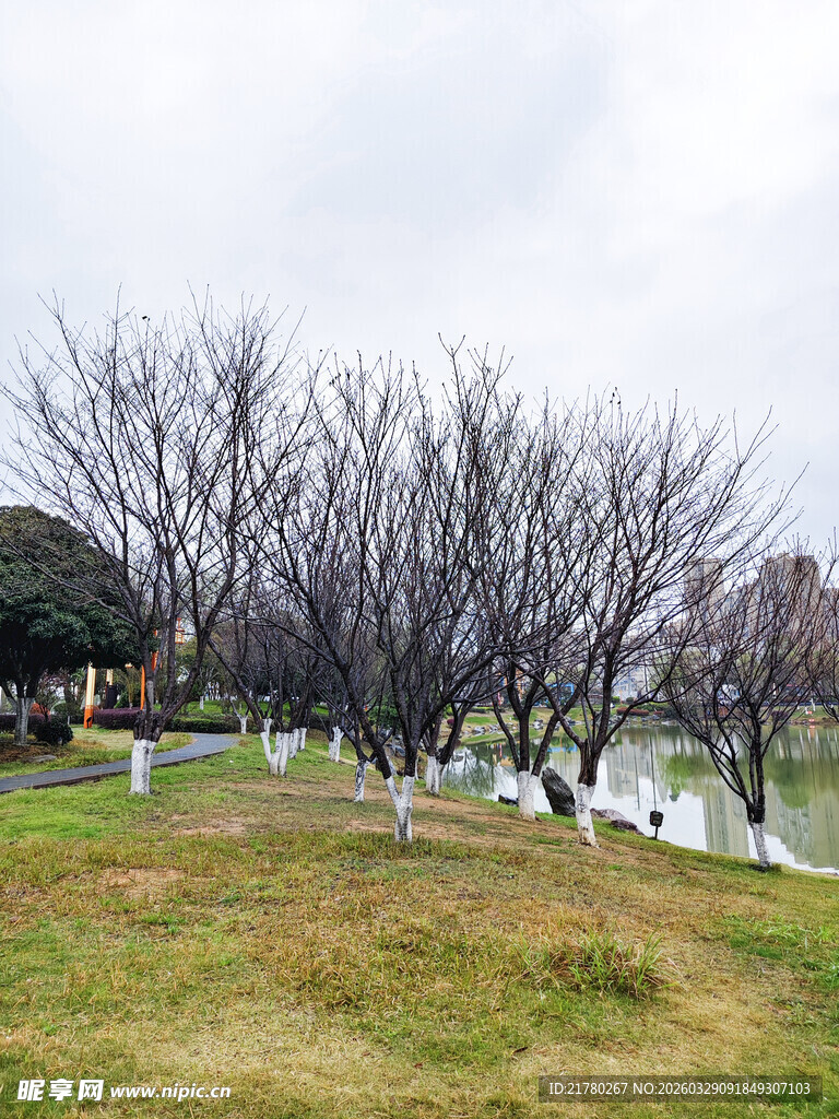 冬日草地旁的光秃树木