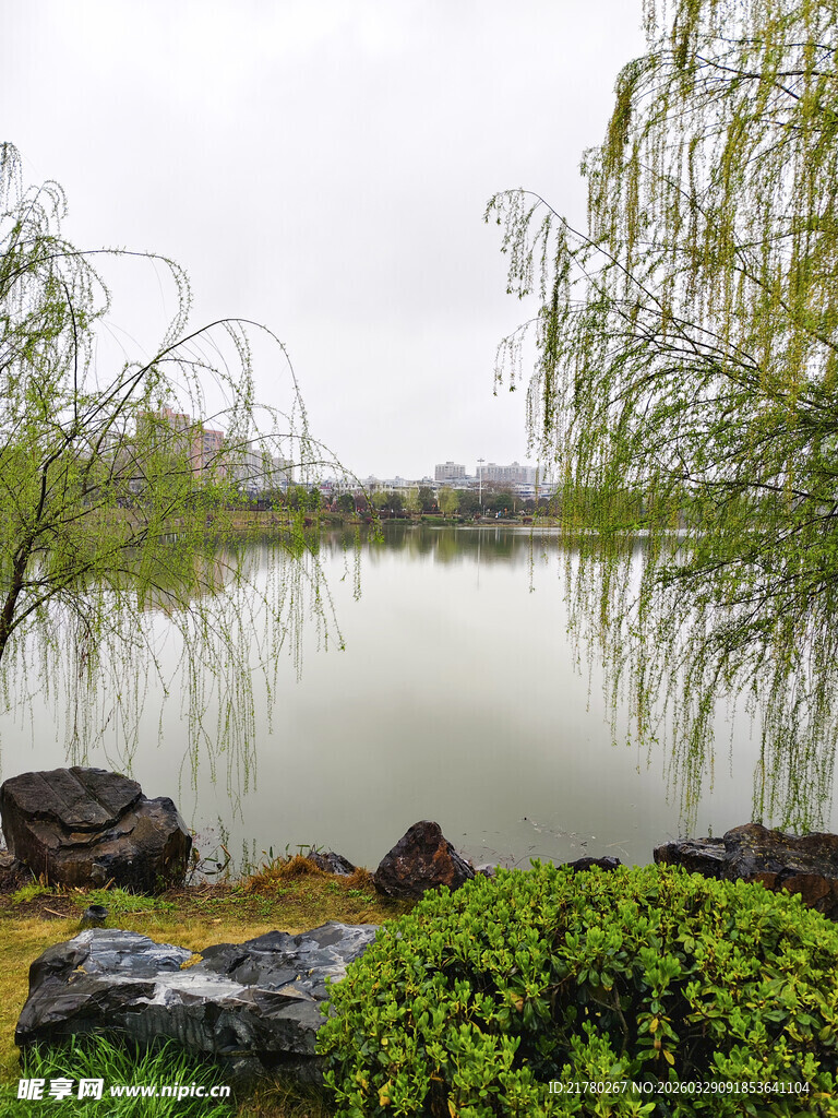 湖畔垂柳绿植景致宜人