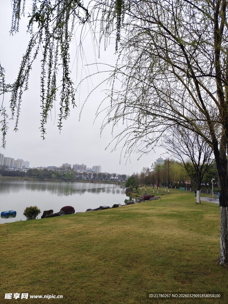湖畔春景 垂柳草地相映