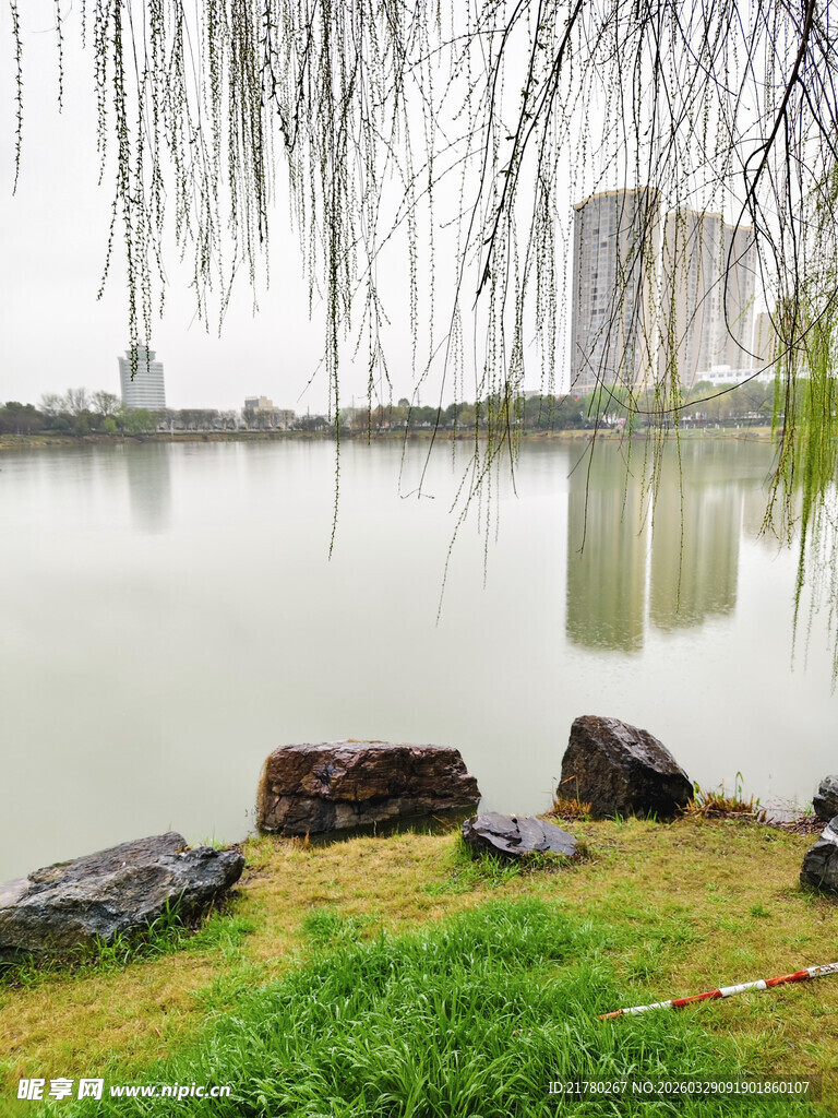 湖畔垂柳与城市风光