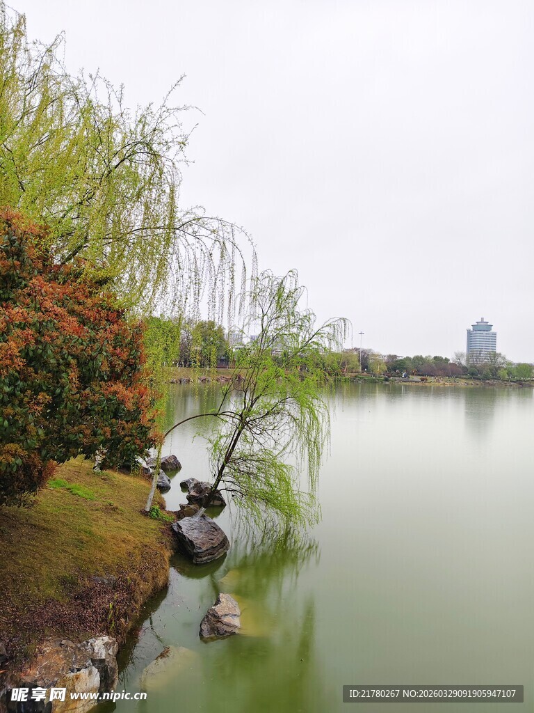 湖畔春色 繁花映绿水