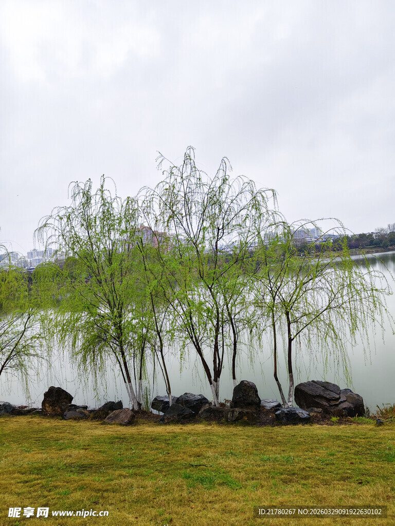 湖畔垂柳 春日景致