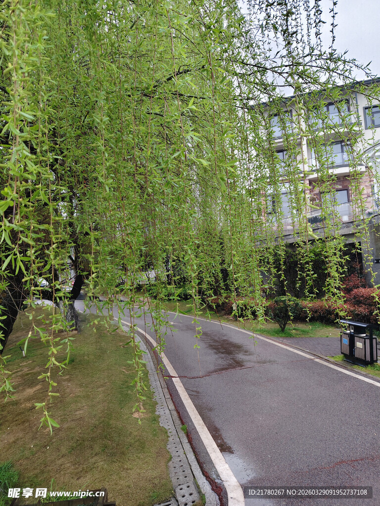 春日垂柳下的宁静小路