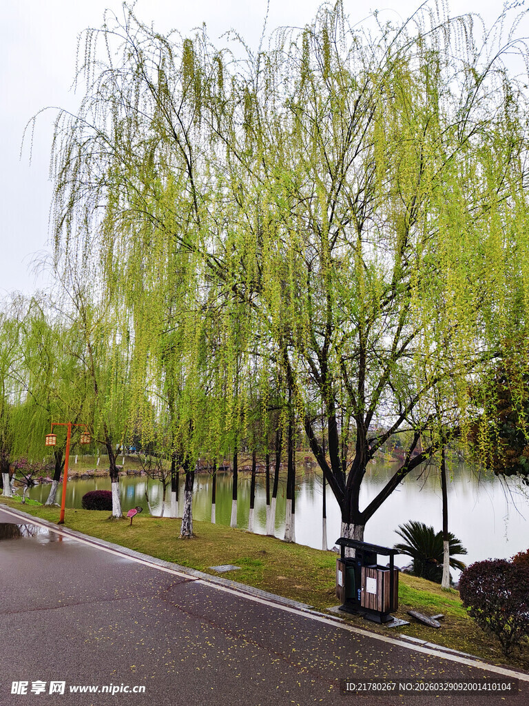 春日湖边垂柳景致