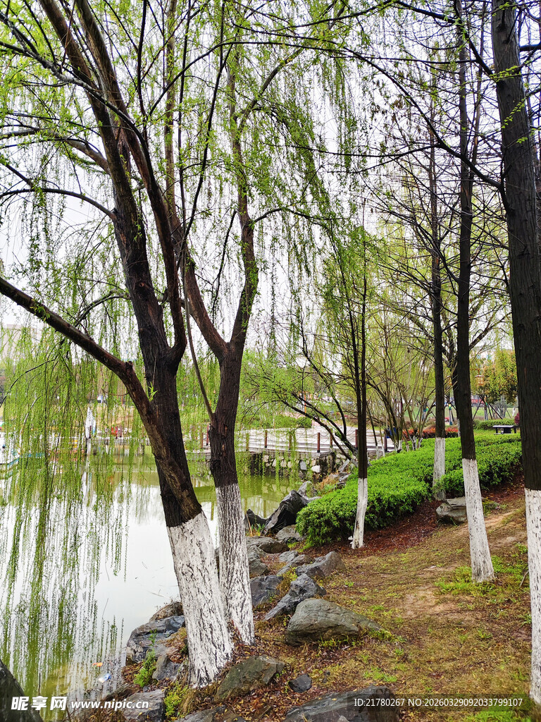 湖畔垂柳 春日景致