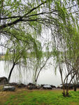 湖畔垂柳