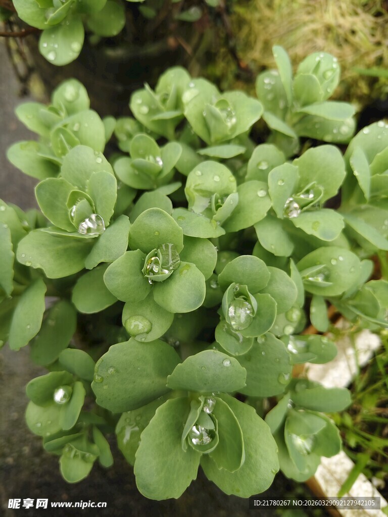翠绿多肉植物清新小景