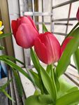 窗边娇艳的红色郁金香