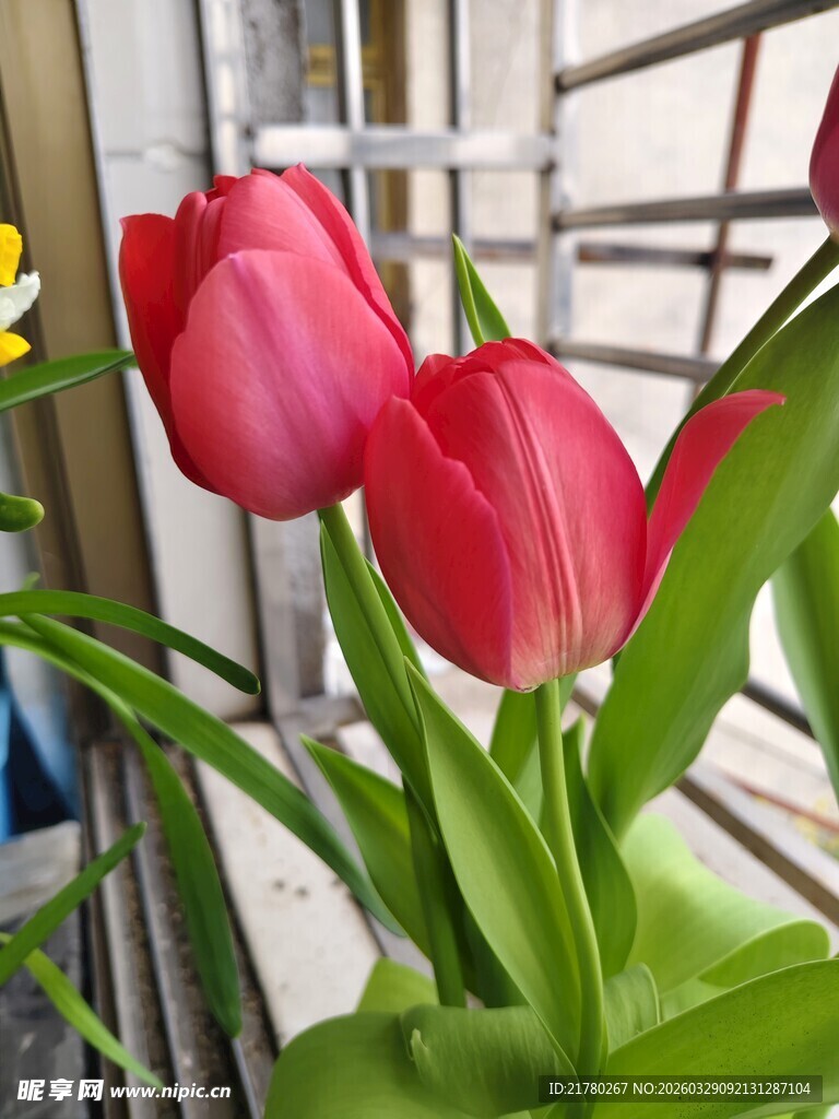 窗边娇艳的红色郁金香