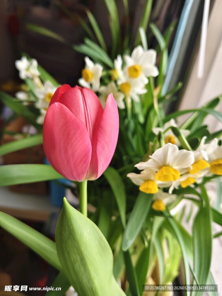 娇艳郁金香与水仙同框