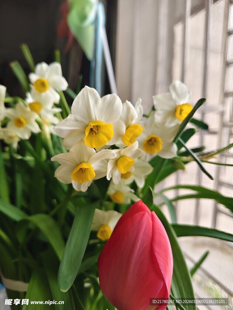 水仙与郁金香同框绽放