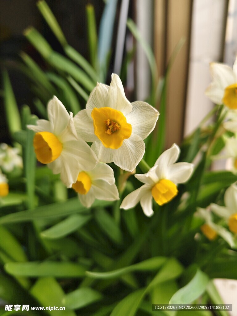 清新绽放的美丽水仙花