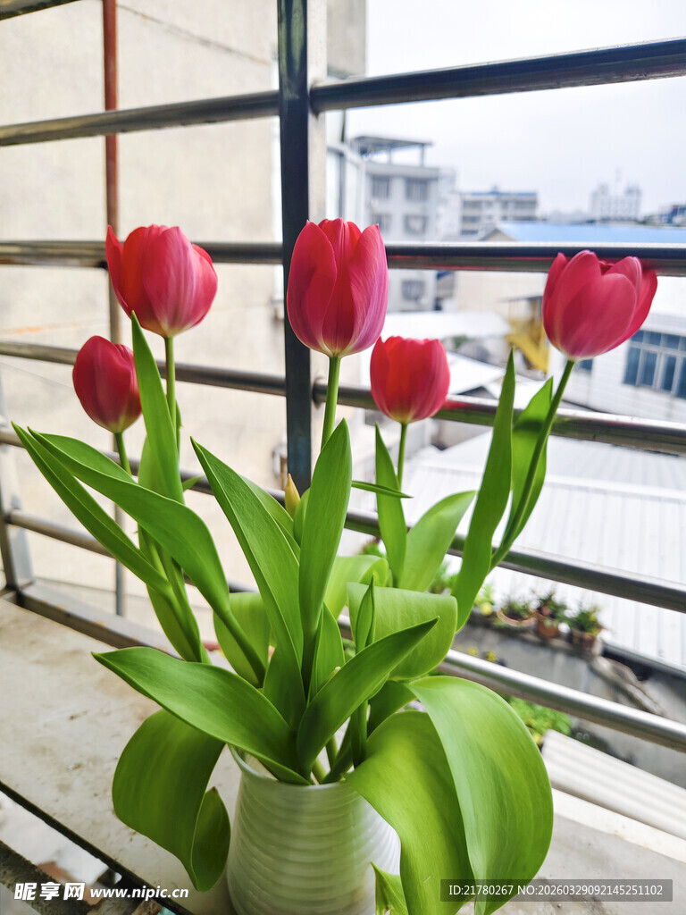 窗边红郁金香清新绽放