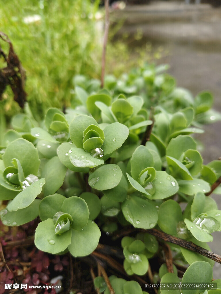 翠绿水生植物生机勃勃