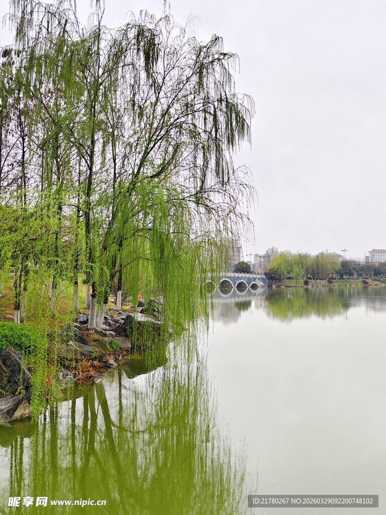 湖畔垂柳映绿水美景