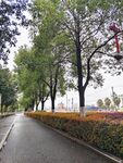 林荫道路
