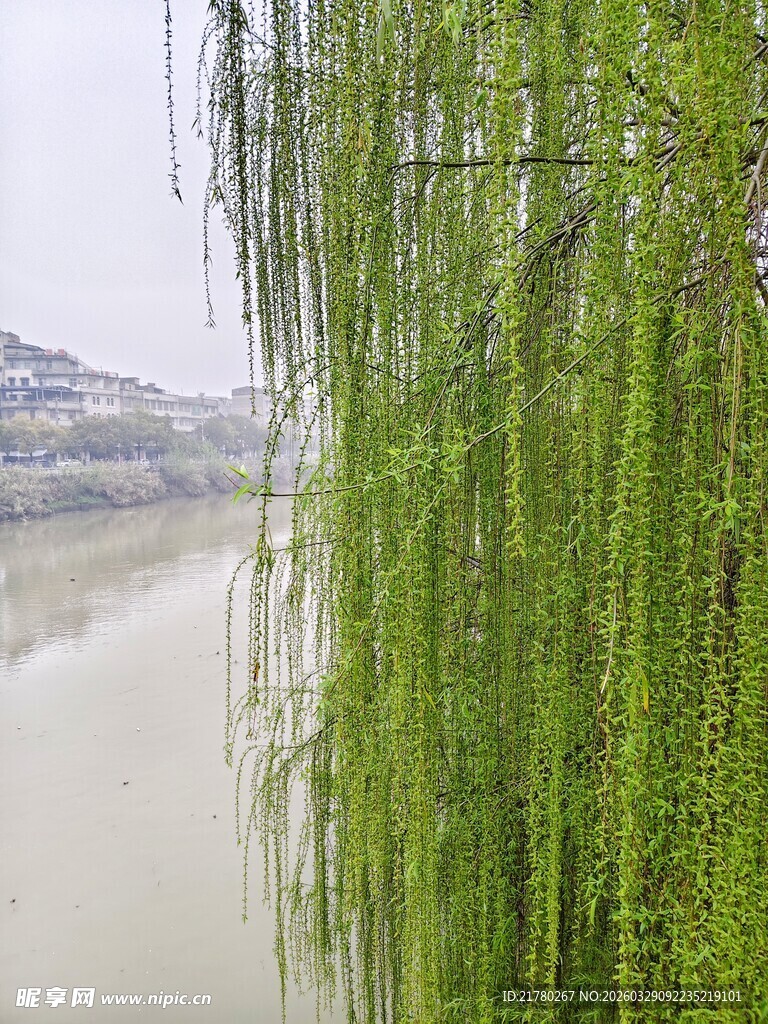 河畔垂柳  尽显春日生机