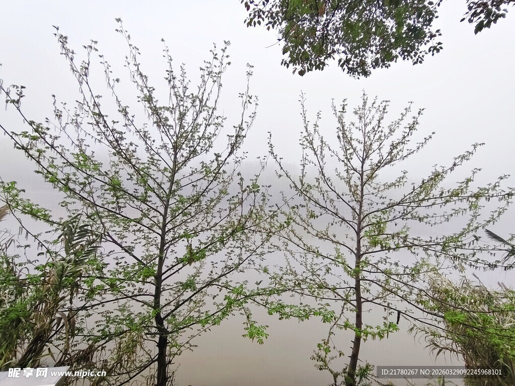 春日河畔树木景致