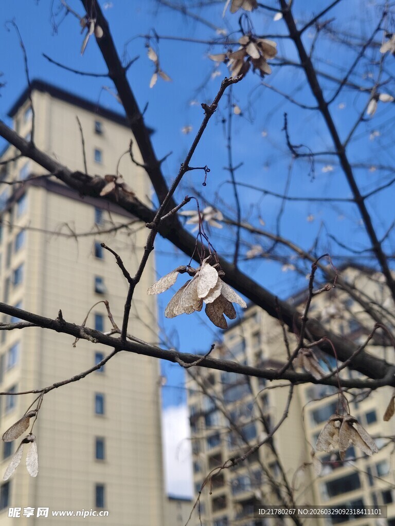 冬日树枝与城市建筑景象