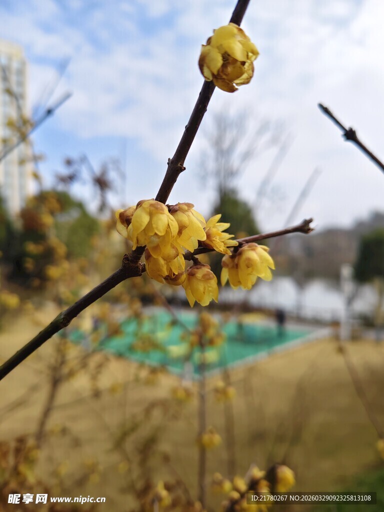 枝头绽放的黄色腊梅花