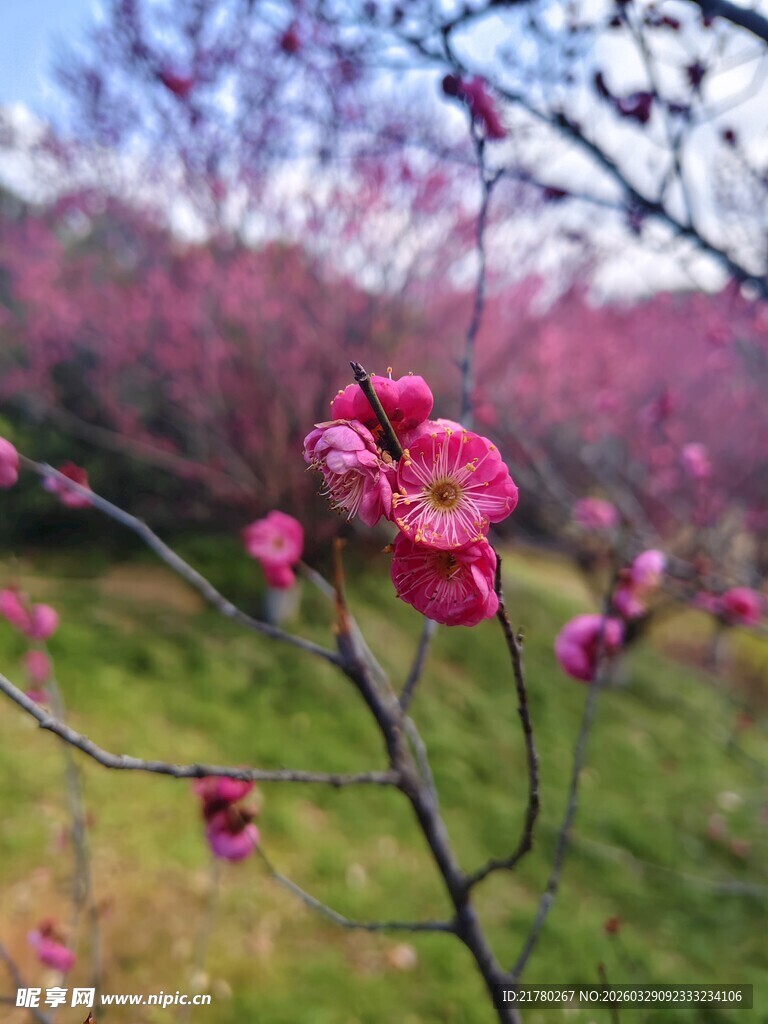 枝头绽放的娇艳粉色梅花