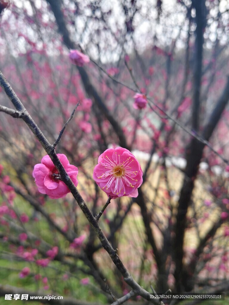 枝头绽放的娇艳粉色梅花