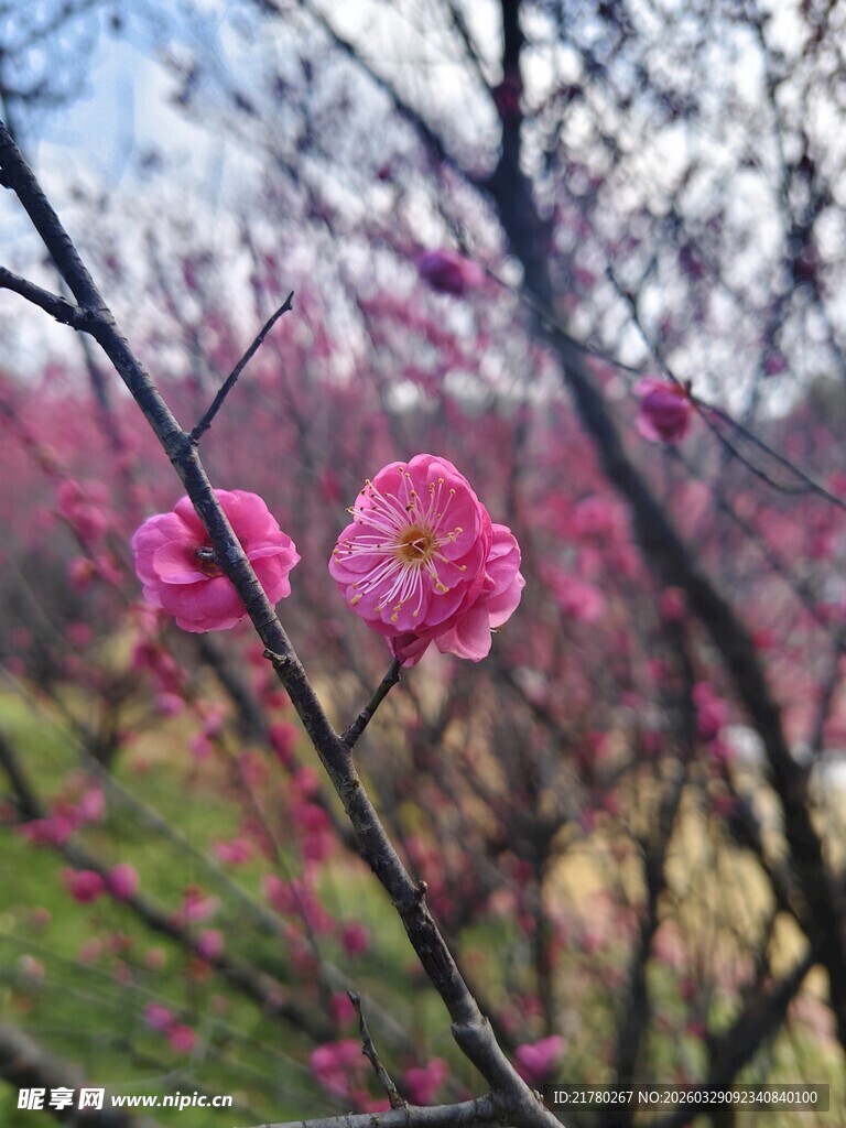 枝头绽粉梅