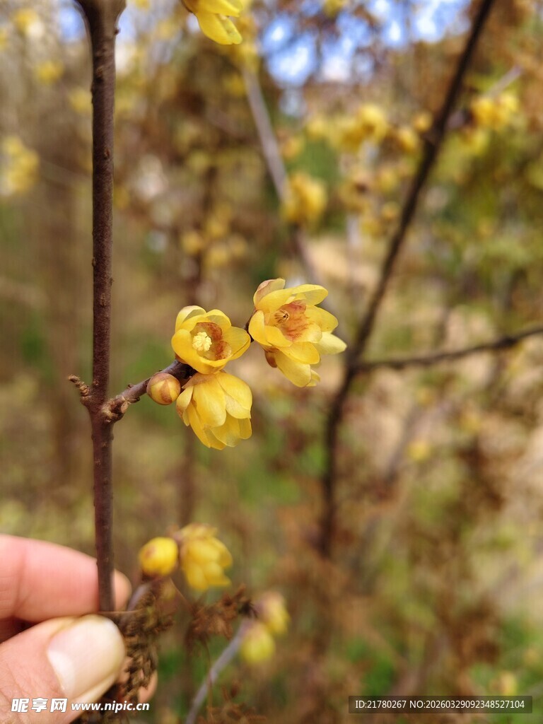 绽放的黄色梅花