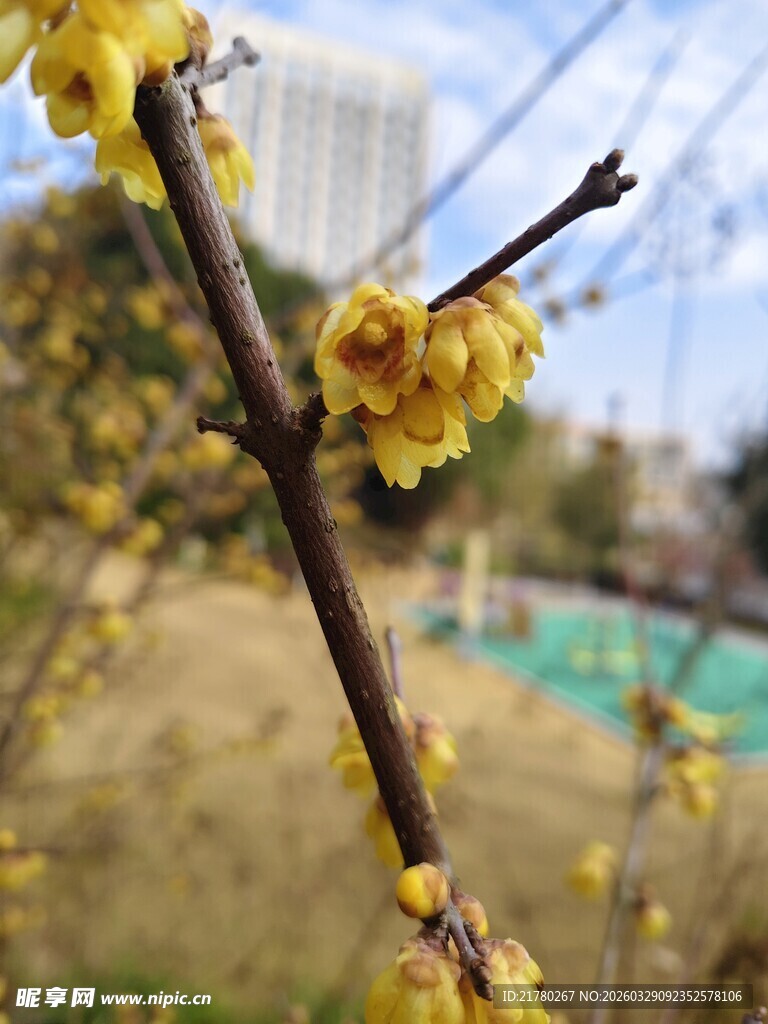 枝头绽放的娇艳黄色梅花