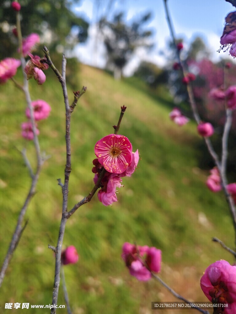 春日绽放的娇艳粉色梅花