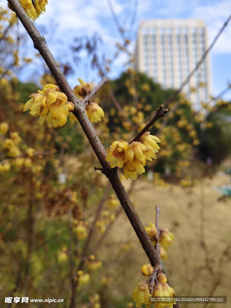 枝头绽放的黄色腊梅花