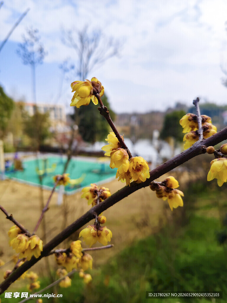 枝头绽放的黄色腊梅