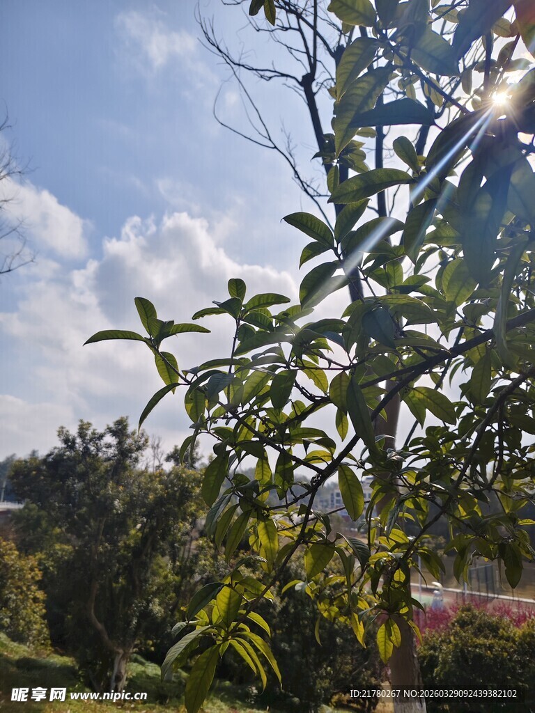 阳光下的枝叶与蓝天