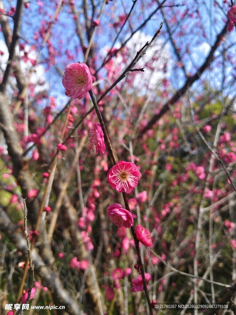 枝头绽放的娇艳粉色梅花