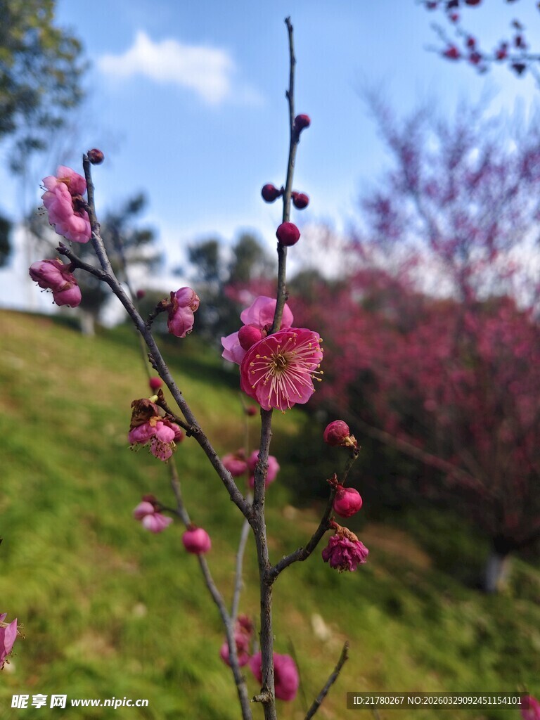 春日绽放的娇艳粉色花枝