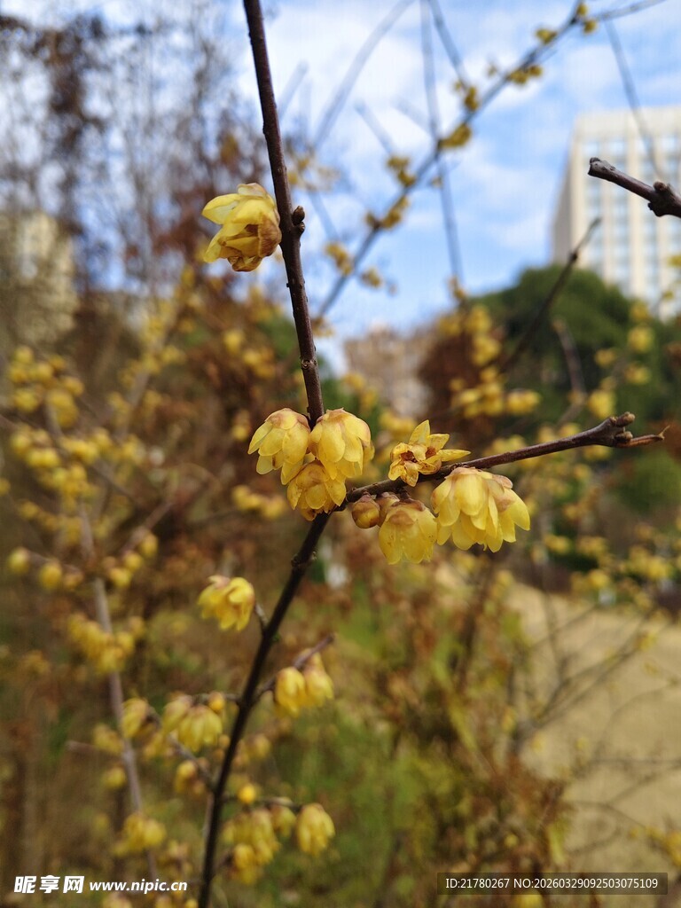 枝头绽放的黄色腊梅花