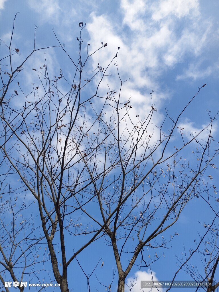 蓝天枯枝
