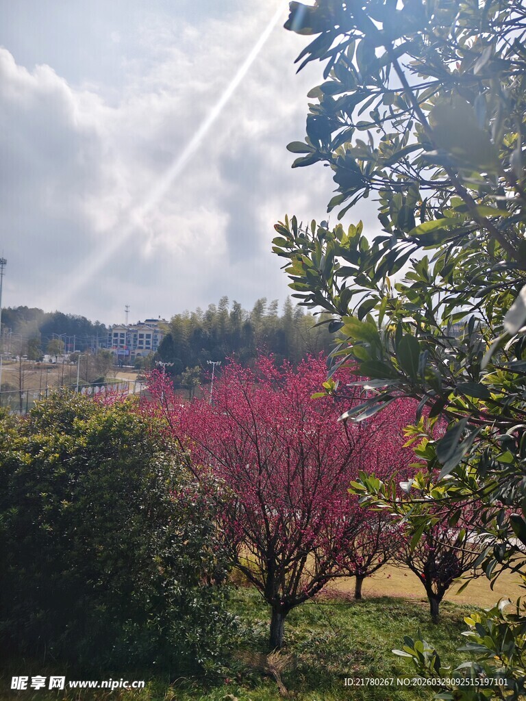 春日繁花绿树美景