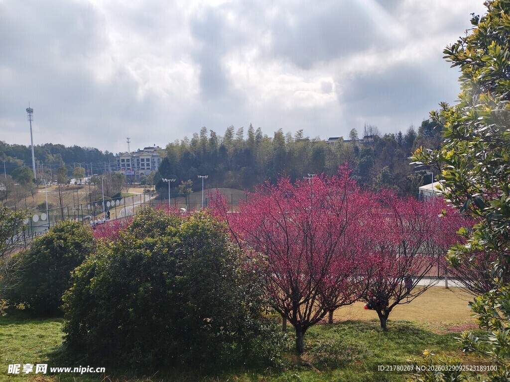 春日公园繁花似锦