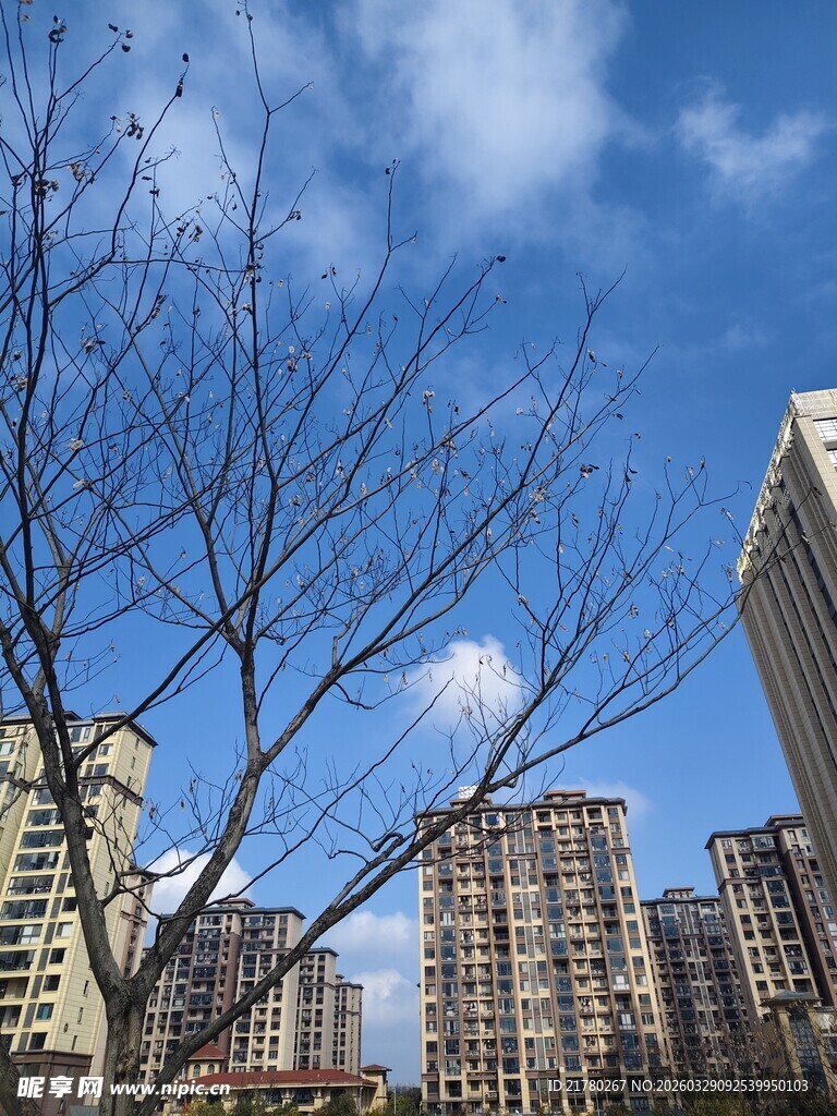 城市树枝与高楼