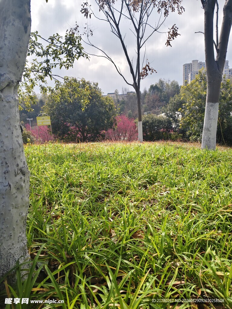 绿草地与树木景观