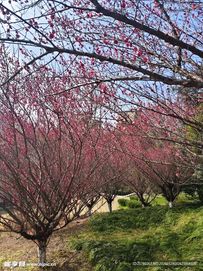 春日烂漫盛开的粉色梅花树