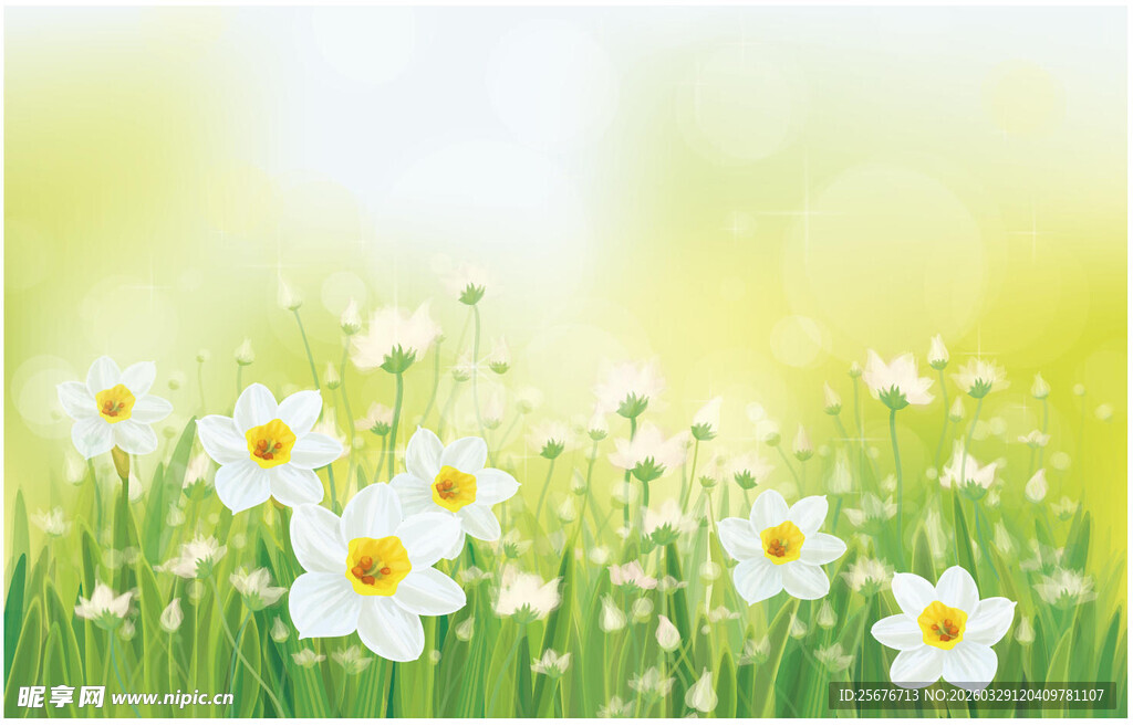 春日雏菊绽放美景