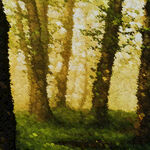 阳光洒落的静谧森林