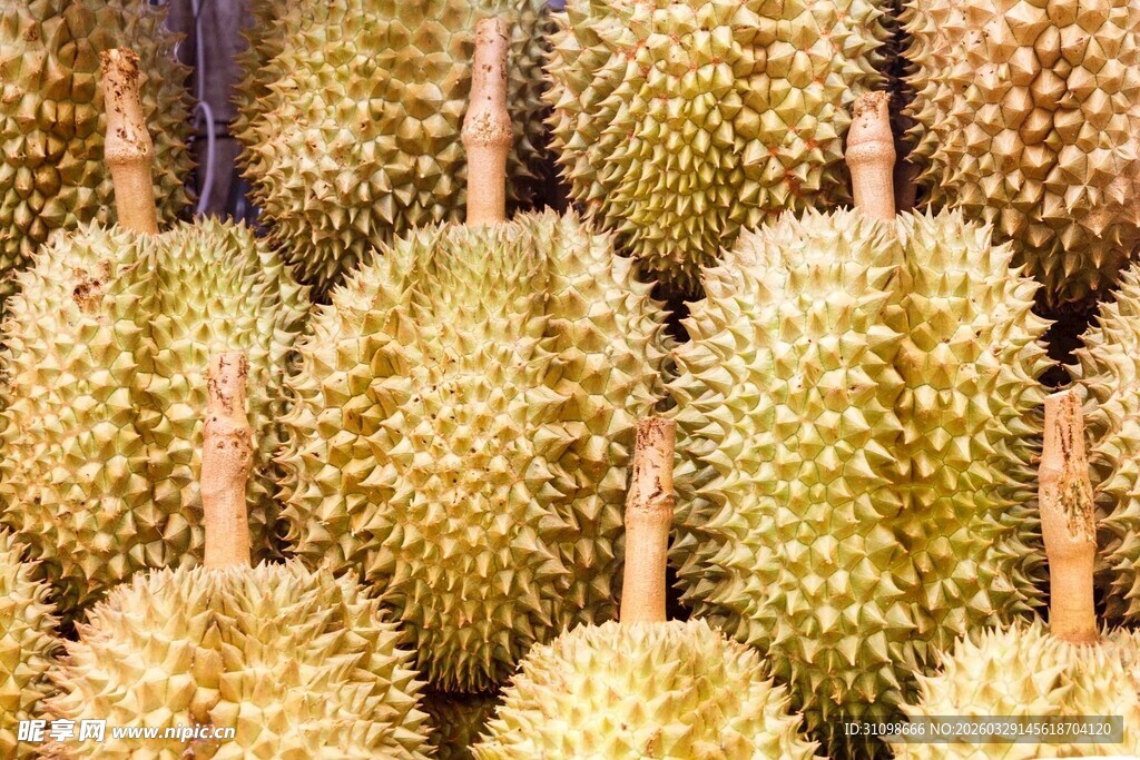 整齐排列的新鲜榴莲