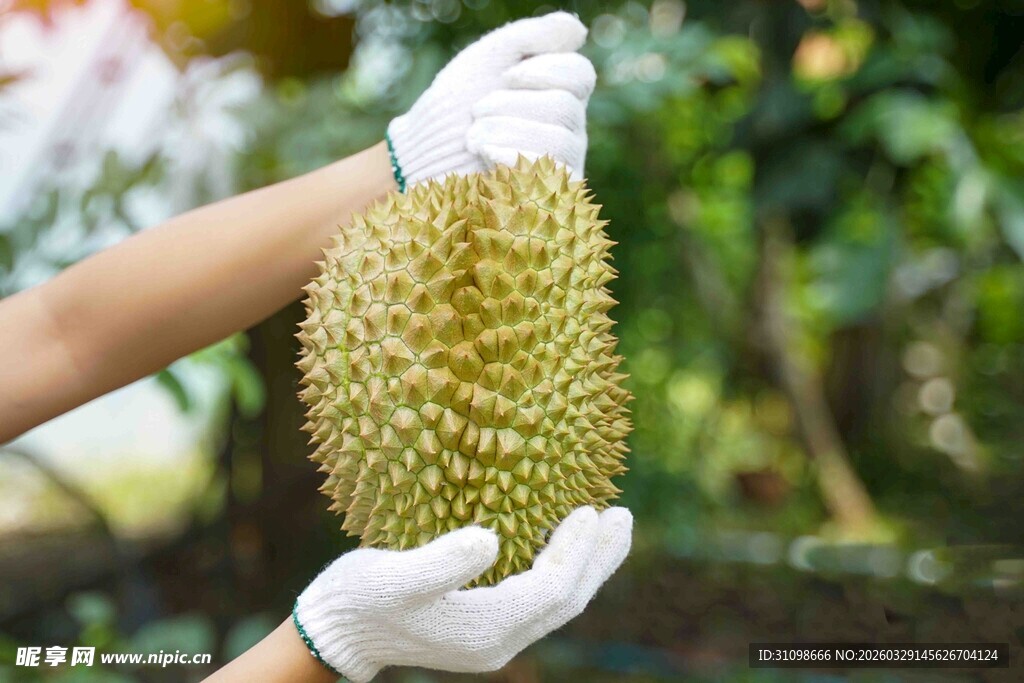 双手捧起新鲜榴莲