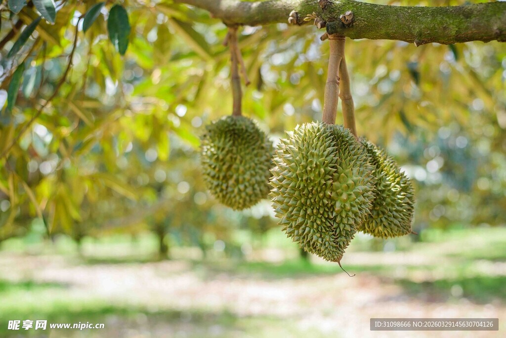 树上悬挂的新鲜榴莲